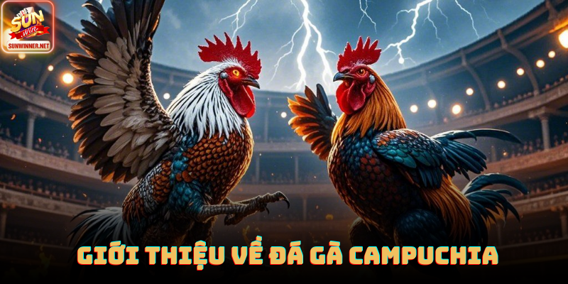 Trường gà Campuchia với sới thi đấu rộng và chuyên nghiệp