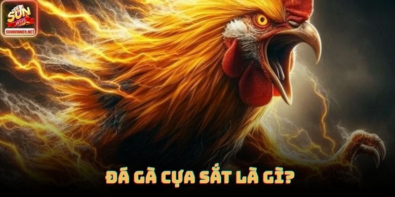 Chiến kê mang cựa sắt được kiểm tra dáng đứng và phản xạ trước trận